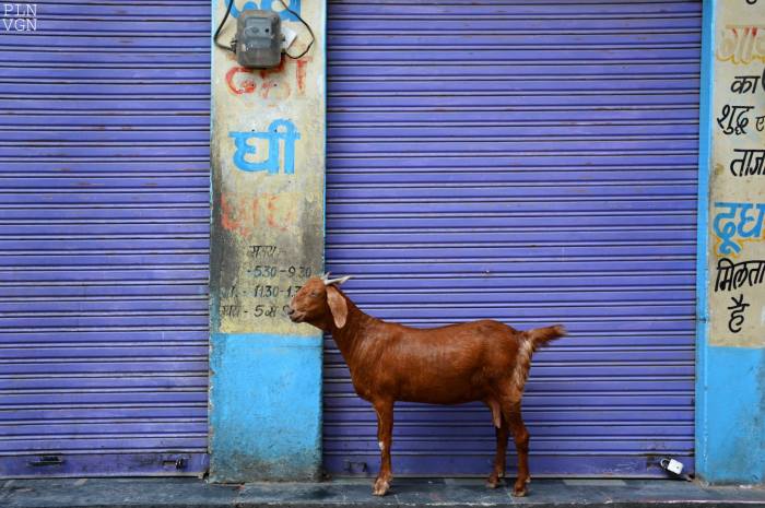 10697186_10204813314392941_2783424545567551347_o