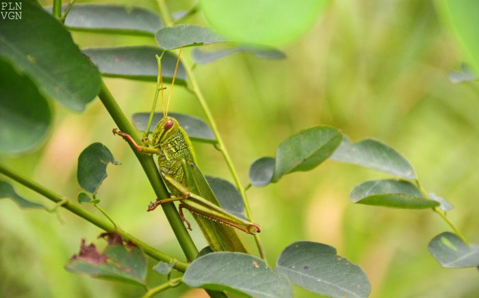 1517918_10205149936168275_6367441662275221467_o