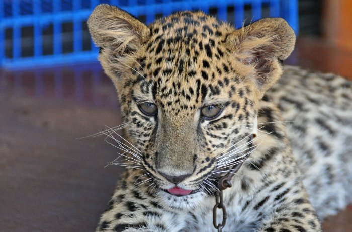 1266065_10202130870013508_1987749150_o