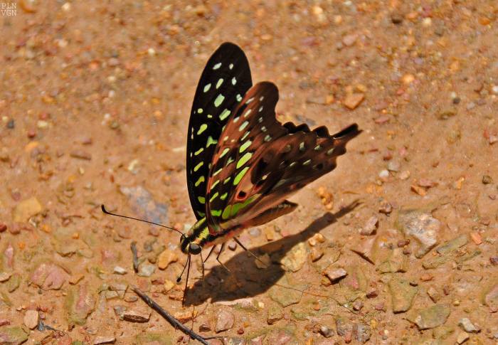 1396936_10202130850053009_1509916938_o