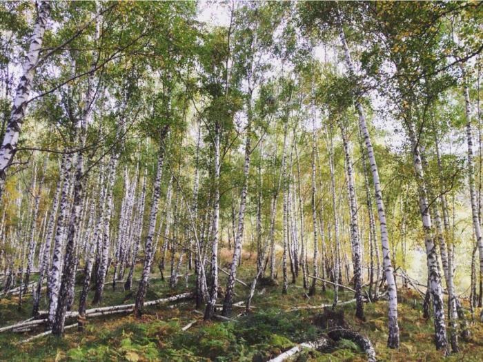 12179780_10207852530491444_1864179644_n