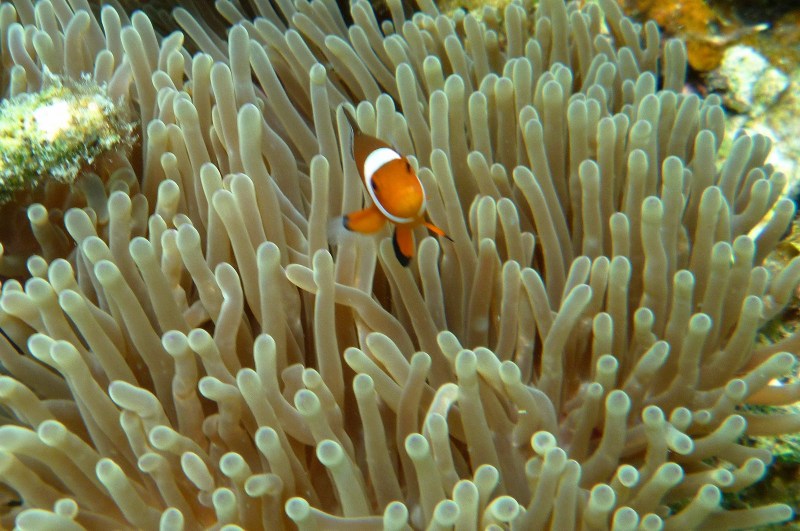 nemo (Copier)